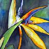 Bird of Paradise
Framed 18 x 24
Watercolour - Sold
